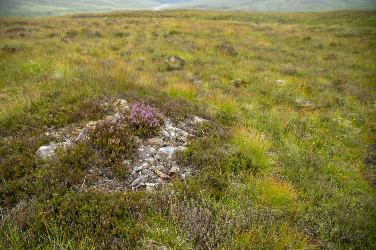 A patch of purple-flowering heather grows amidst rocks and grasses in the foreground of a vast, rolling green and brown moorland landscape.