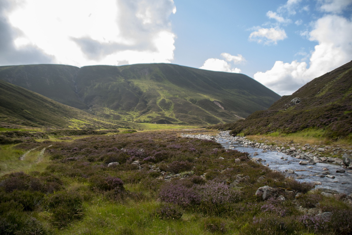 A rocky stream flows through a valley covered in patches of purple heather and green grass, framed by large, rounded hills under a bright sky with scattered white clouds.
